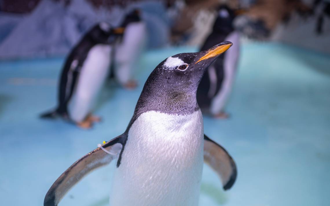 Logran Primera Cría De Pingüino Gentoo En Acuario De México Diario De Querétaro Noticias 5195